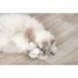 Preview: Eis und Cupcake